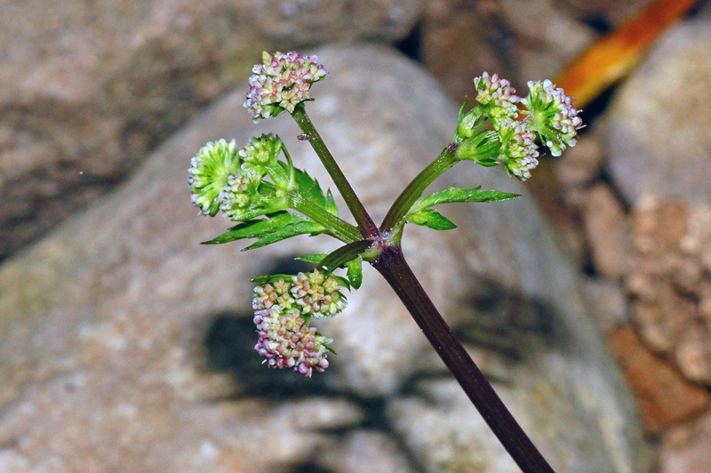 Sanicula europaea / Erba fragolina